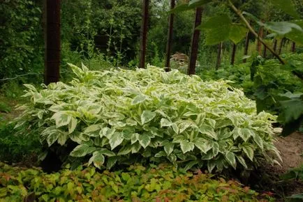 Cum sa scapi de goutweed, sfaturi grădinari, cottagers, grădinari