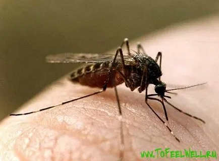 Cum să scapi de acnee de la țânțari