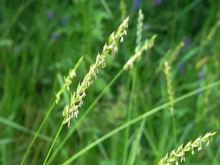 Как да се отървете от Goutweed, съвети градинари, cottagers, градинари