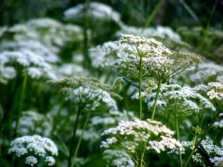 Как да се отървете от Goutweed, съвети градинари, cottagers, градинари