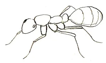 Cum de a desena etape de furnici, lecții bune