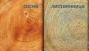 Cum de a distinge lemnului din busteni de pin molid
