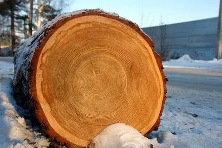 Cum de a distinge lemnului din busteni de pin molid