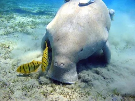 Care este marea în Phuket întâmpină turiștii