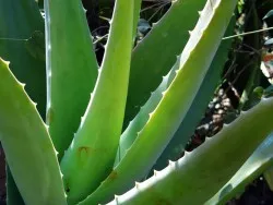 Aloe - hasznos tulajdonságokat és ellenjavallatok