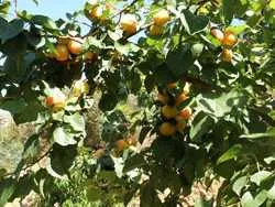 Sárgabarack vagy sárgabarack sárgabarack (zheltoslivnik gyógyító és bogyós gyümölcsök
