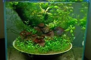 Аквариум аквариумни растения в саксии