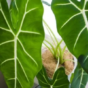 Alokaziya - a gyógyító növények otthon