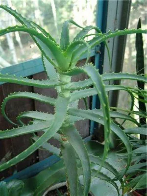 Aloe vera (aloe) - proprietăți medicinale, aplicații, fotografii