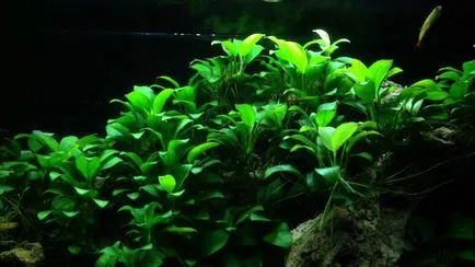 Anubias plante de acvariu - conținut, fotografii