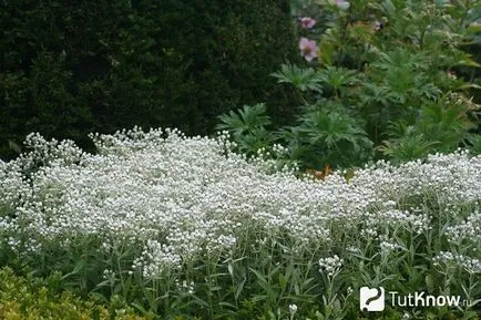 Anafalis de plantare și îngrijire