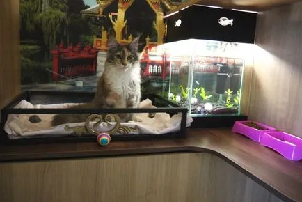 7 hoteluri Petersburg Zoo, unde vă puteți lăsa animalele de companie în vacanță, blog-ul fiesta