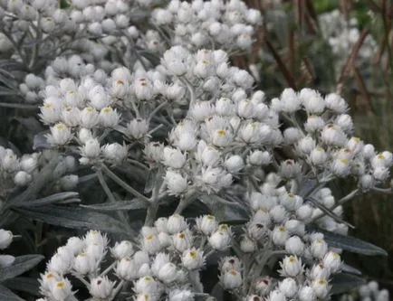 Anafalis plantare fotografie și de îngrijire în câmp deschis