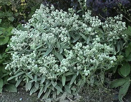 Anafalis de plantare și îngrijire în câmp deschis, fotografie