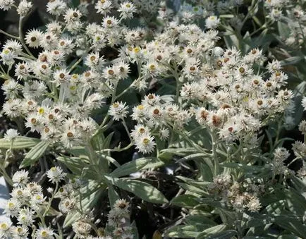 Anafalis plantare fotografie și de îngrijire în câmp deschis