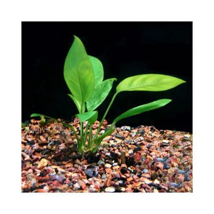 Anubias plante de acvariu - conținut, fotografii