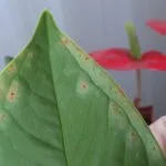 ingrijire Anthurium la domiciliu pentru o floare