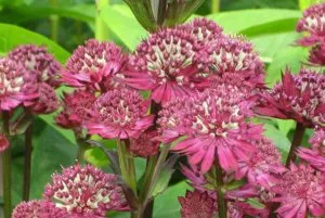 правила Astrantia разтоварване и грижи zvezdovkoy