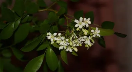 Fragrance, ékszerek és a művelési murayi magokból otthon, topsadovnik