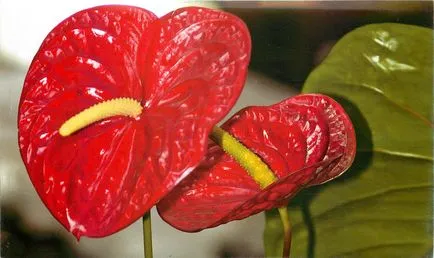 ingrijire Anthurium la domiciliu pentru o floare