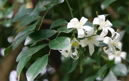 Fragrance, ékszerek és a művelési murayi magokból otthon, topsadovnik