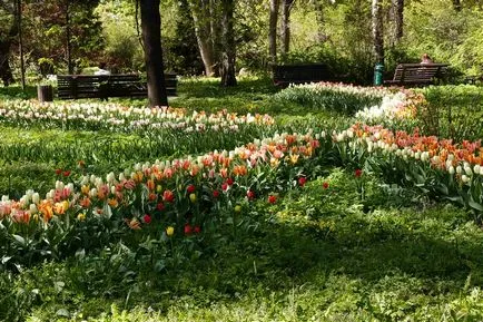 Farmaceutic Gradina Botanica Gradina de la Universitatea de Stat din Moscova cu privire la perspectiva păcii