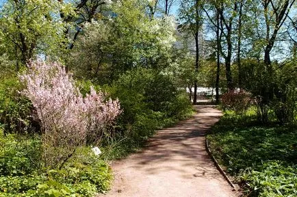 Фармацевтична градина Ботаническата градина на Московския държавен университет на перспективата за мир
