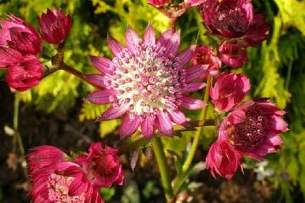 Astrantia leszállás szabályok és gondozás zvezdovkoy