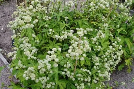 Astrantia leszállás szabályok és gondozás zvezdovkoy