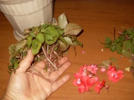 Impatiens Уолър