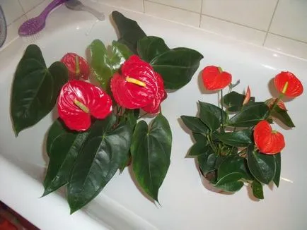 ingrijire Anthurium la domiciliu pentru o floare