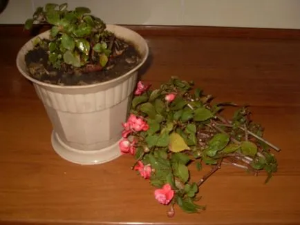 Impatiens Уолър