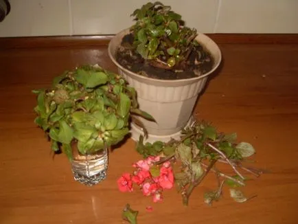 Impatiens Уолър