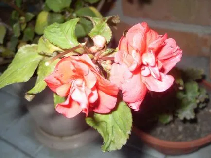 Impatiens Уолър