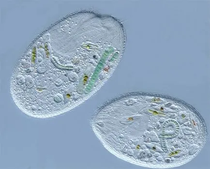 Bacteriile și protozoare