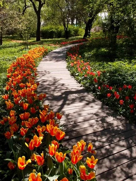Фармацевтична градина Ботаническата градина на Московския държавен университет на перспективата за мир