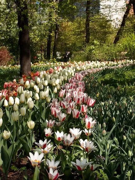 Farmaceutic Gradina Botanica Gradina de la Universitatea de Stat din Moscova cu privire la perspectiva păcii