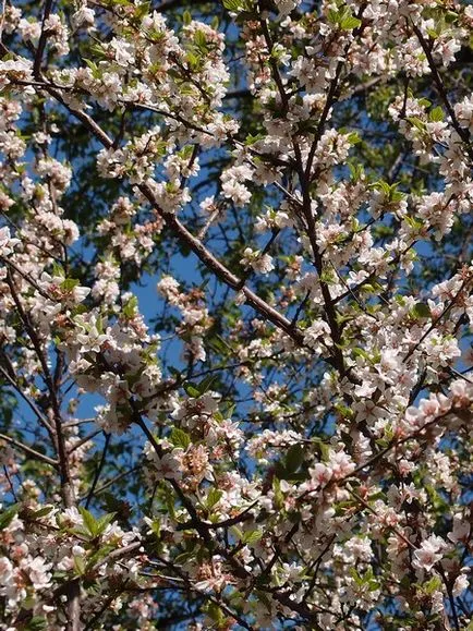 Farmaceutic Gradina Botanica Gradina de la Universitatea de Stat din Moscova cu privire la perspectiva păcii