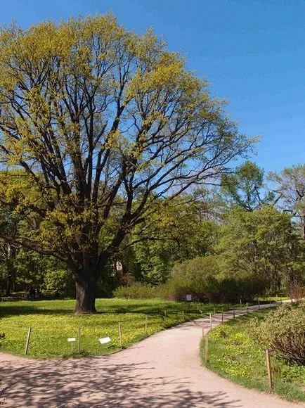 Farmaceutic Gradina Botanica Gradina de la Universitatea de Stat din Moscova cu privire la perspectiva păcii