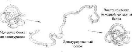 Структура и свойства на протеини