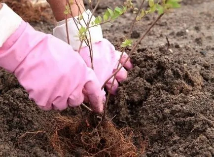 Fehér spirea vangutta leírás, telepítési és karbantartási, szorzás