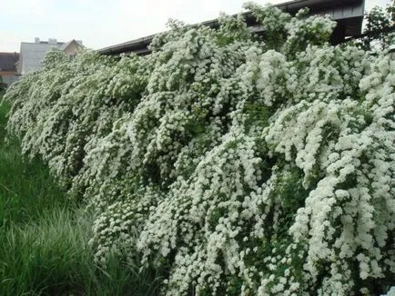 Fehér spirea vangutta leírás, telepítési és karbantartási, szorzás