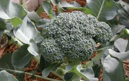 Broccoli - în creștere pe balcon și logie - apartament grădină - plante în creștere - un lucru ușor
