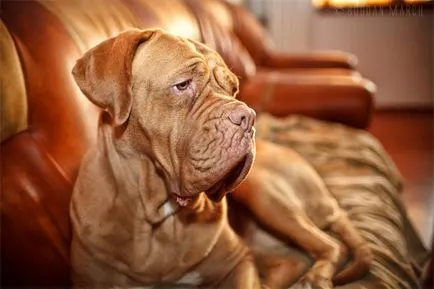 Dogue de Bordeaux sfaturi cu privire la hrănirea și întreținerea fotografiei, ce și cât de des să se hrănească Bordeaux mastiff