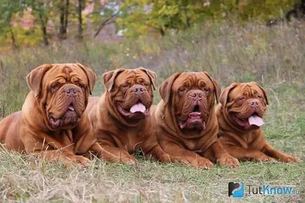 Descriere rasa Dogue de Bordeaux, pui de preț