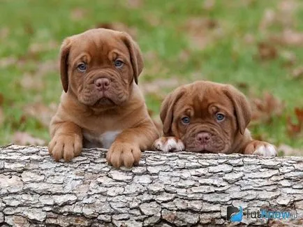 Dogue де Бордо описание порода, цена кученца