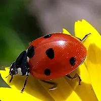 Cum se scrie vaca lui Dumnezeu sau a lui Dumnezeu