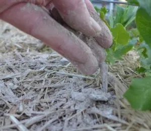 Cum să fertilizeze tomate ca cenușa să fertilizeze răsaduri de tomate, se stropesc la fel ca și apa, descrierea,