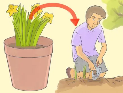 Hogyan átültetni a hagymákat a nárciszok ősszel