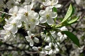 Plantele magice prin pulverizare de primăvară cherry